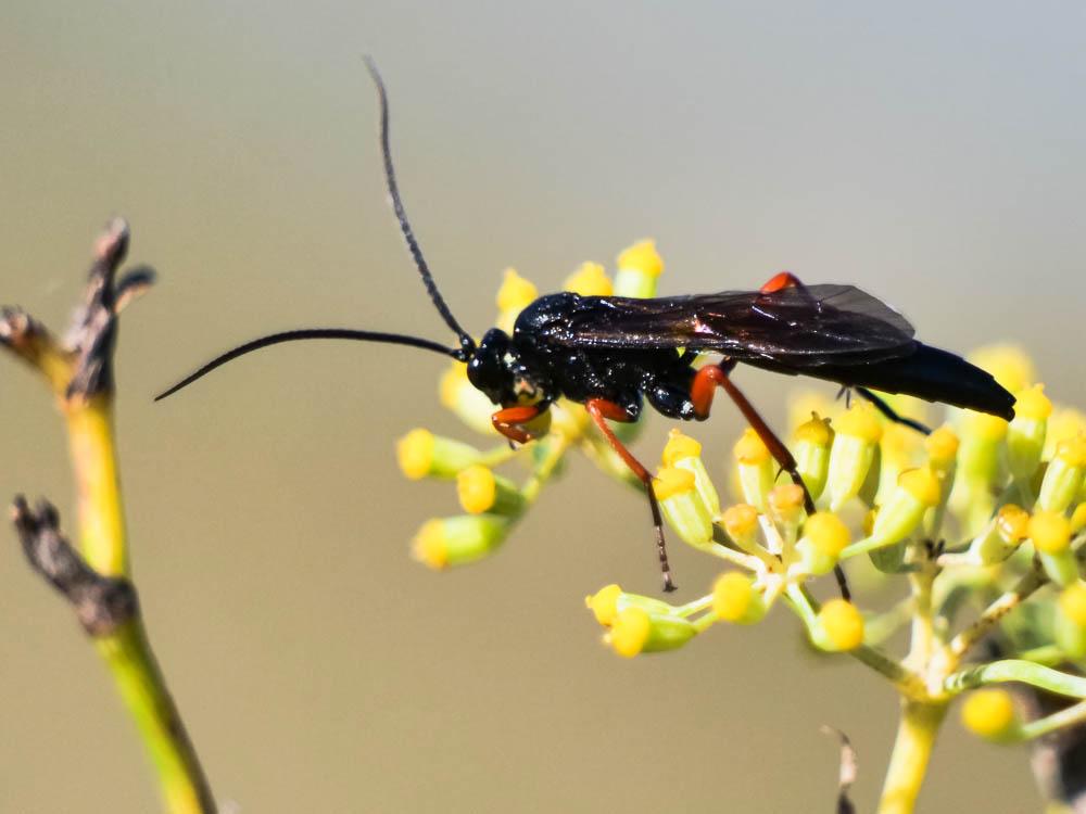  Pimpla rufipes (Miller, 1759)