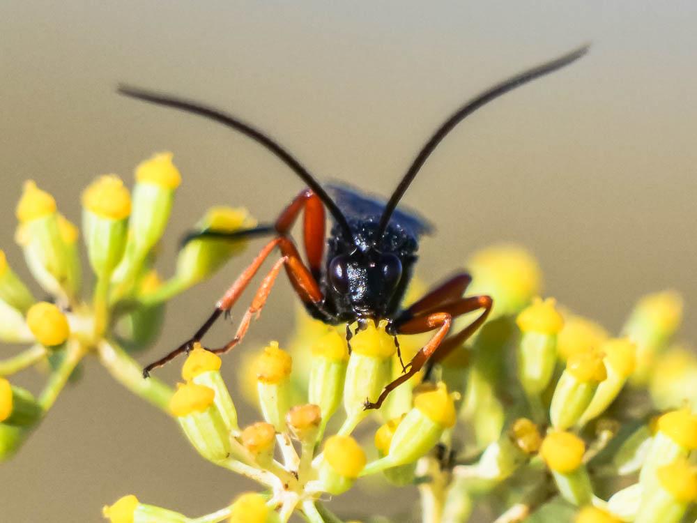 Pimpla rufipes (Miller, 1759)