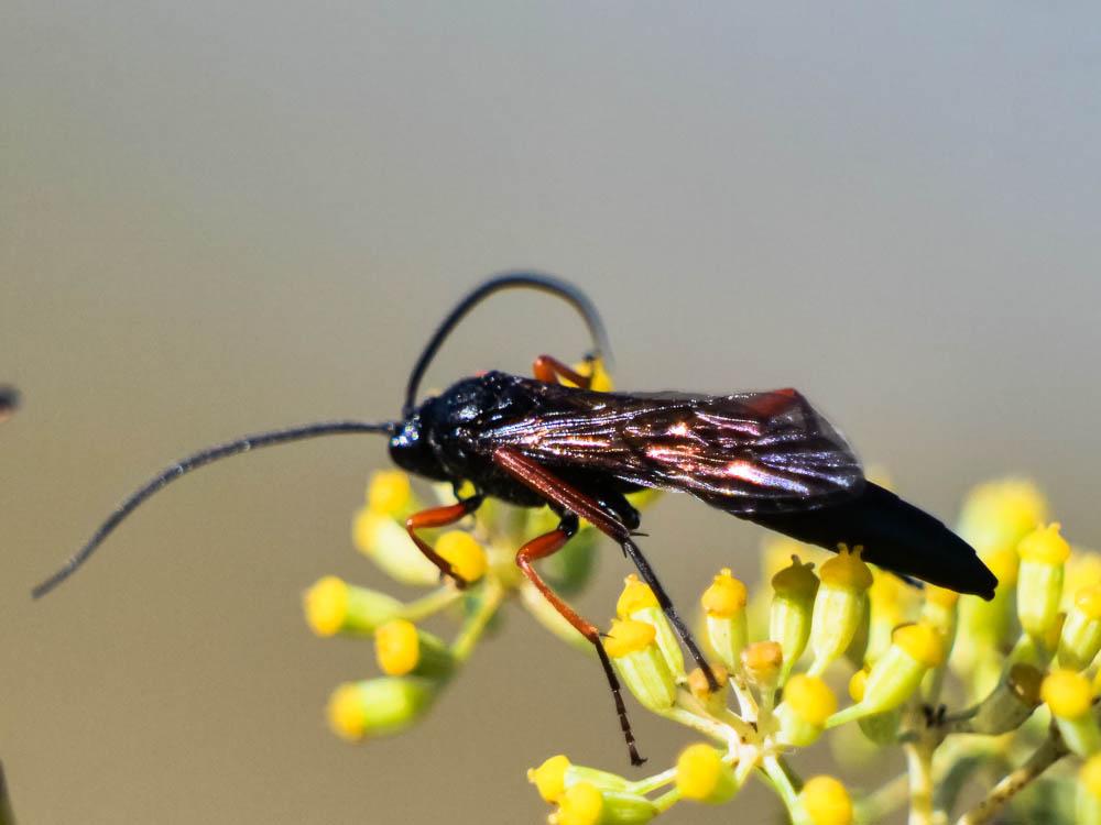 Pimpla rufipes (Miller, 1759)