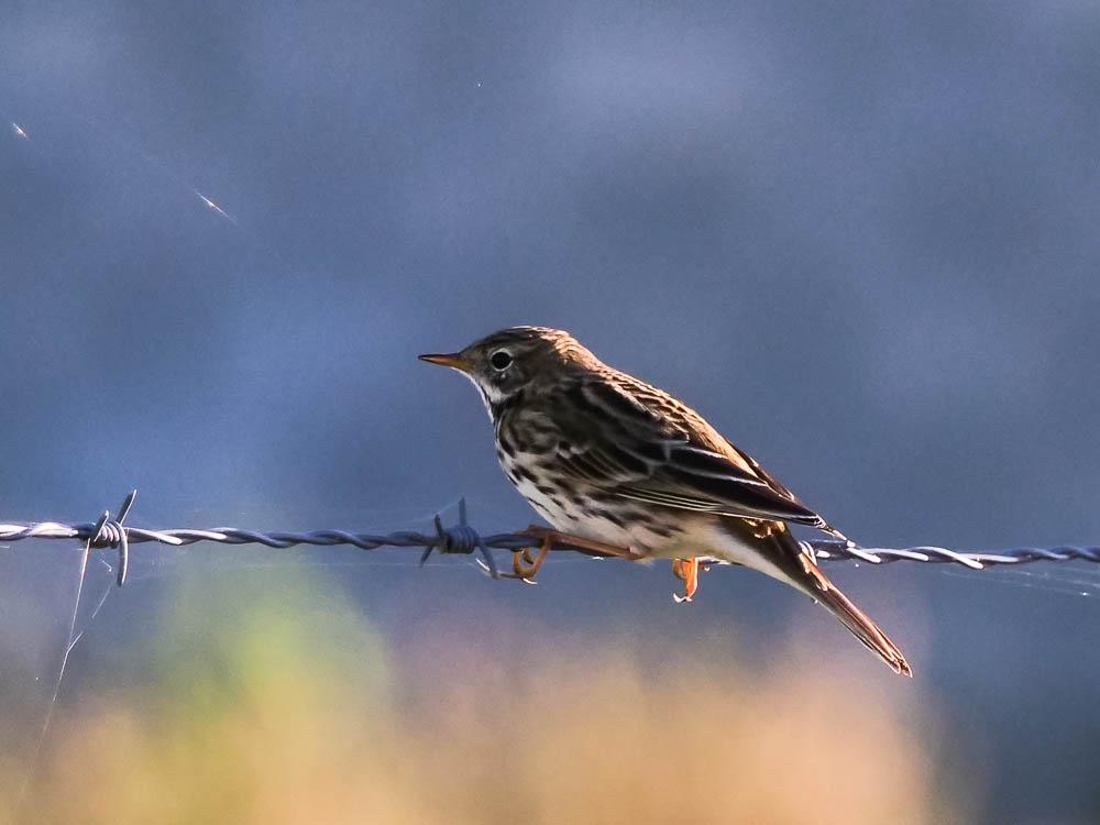 Pipit farlouse Anthus pratensis (Linnaeus, 1758)