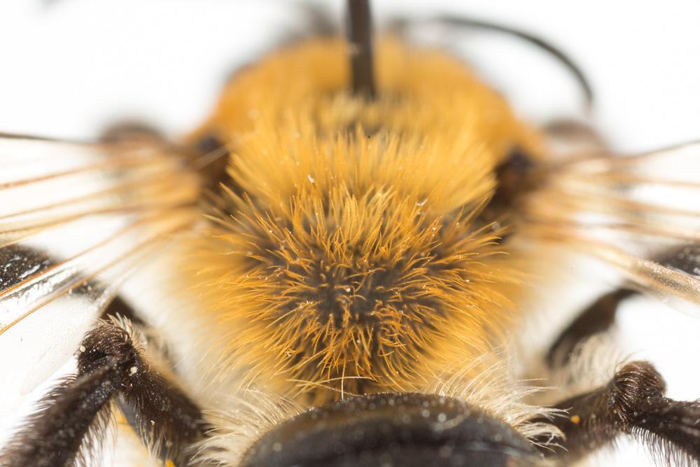 Andrena nitida (Müller, 1776)