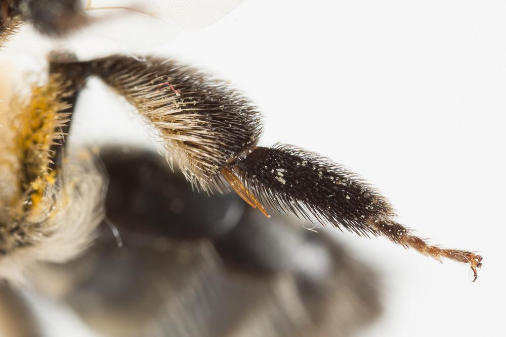 Andrena nitida (Müller, 1776)