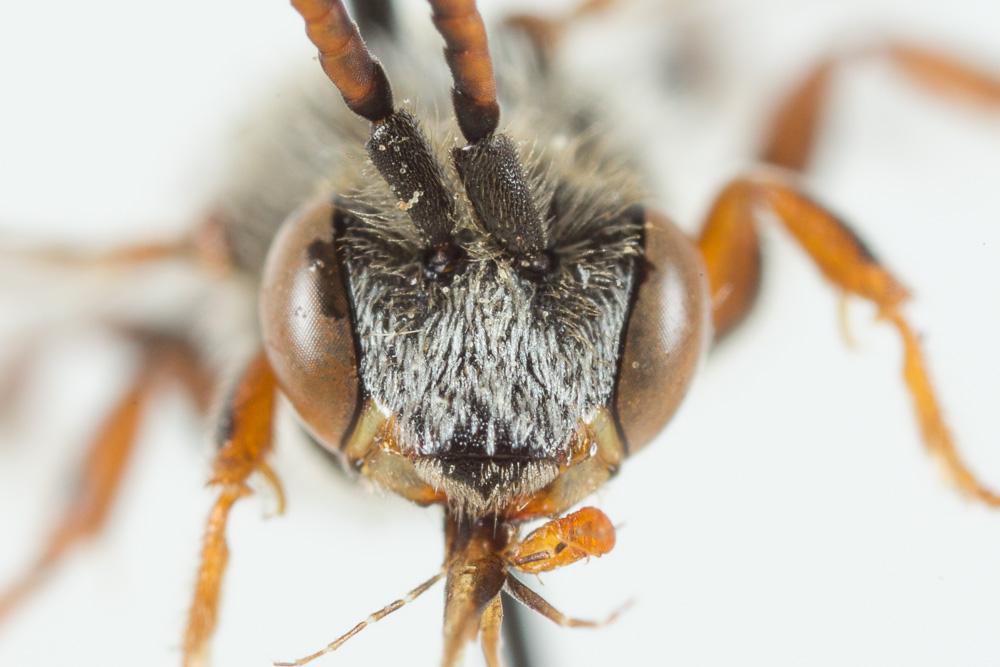Nomada integra Brullé, 1832