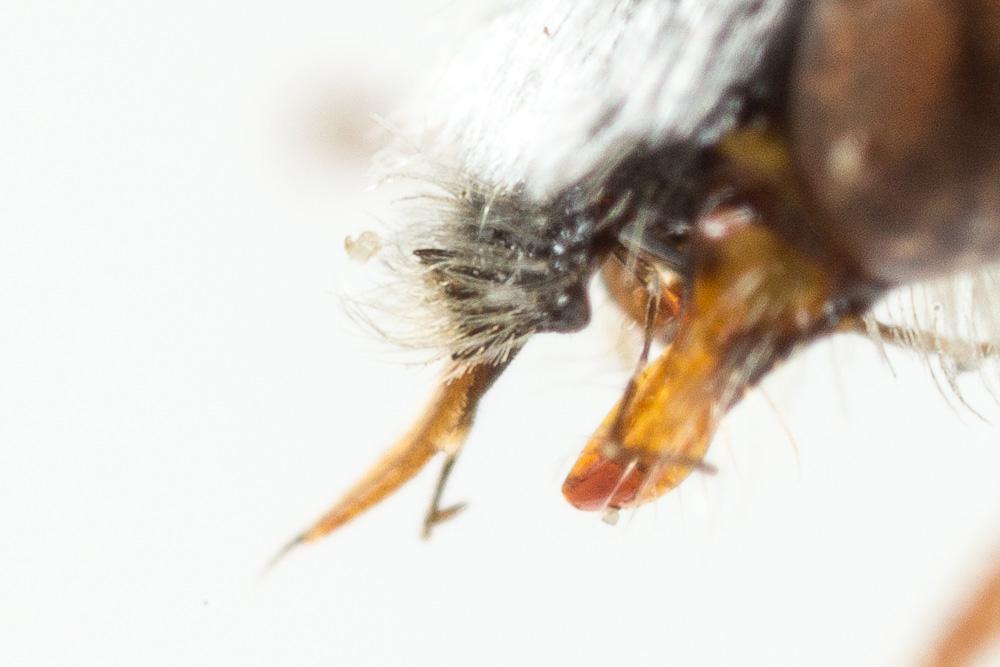  Nomada serricornis Pérez, 1884