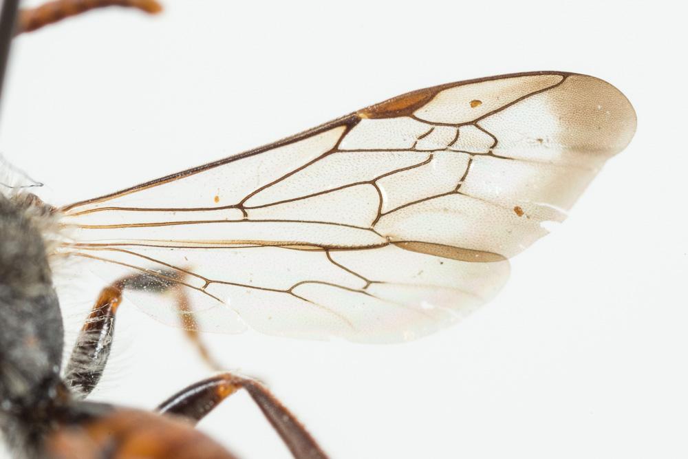 Nomada serricornis Pérez, 1884