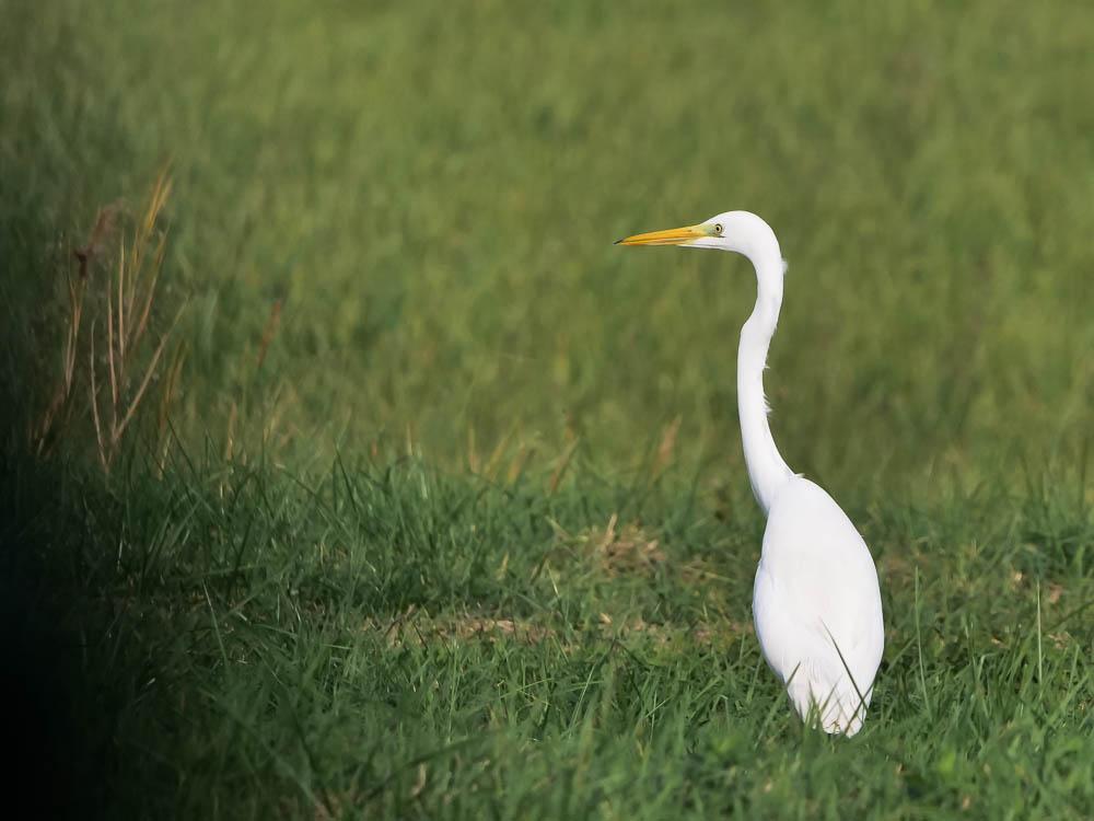 Grande Aigrette Ardea alba Linnaeus, 1758