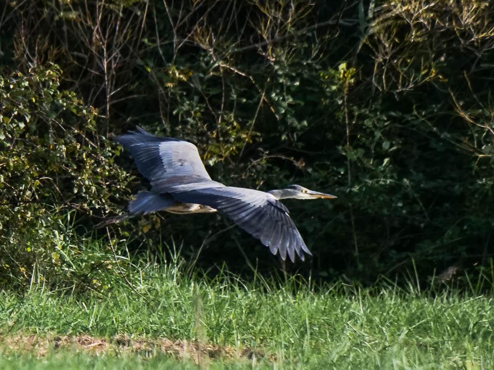 Héron cendré Ardea cinerea Linnaeus, 1758