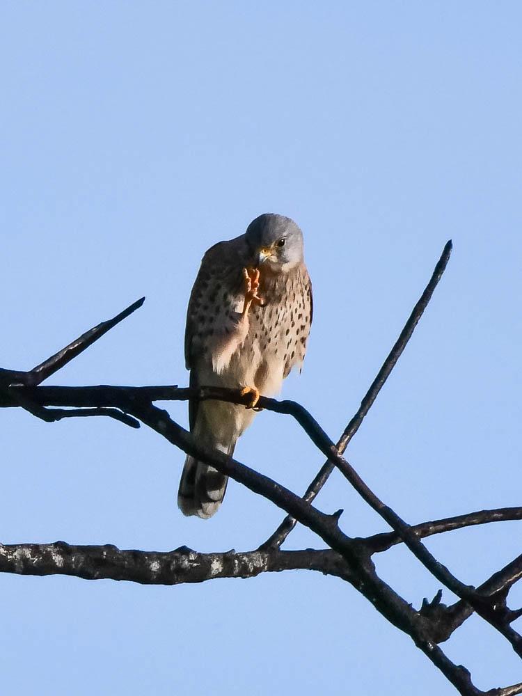 Faucon crécerelle Falco tinnunculus Linnaeus, 1758