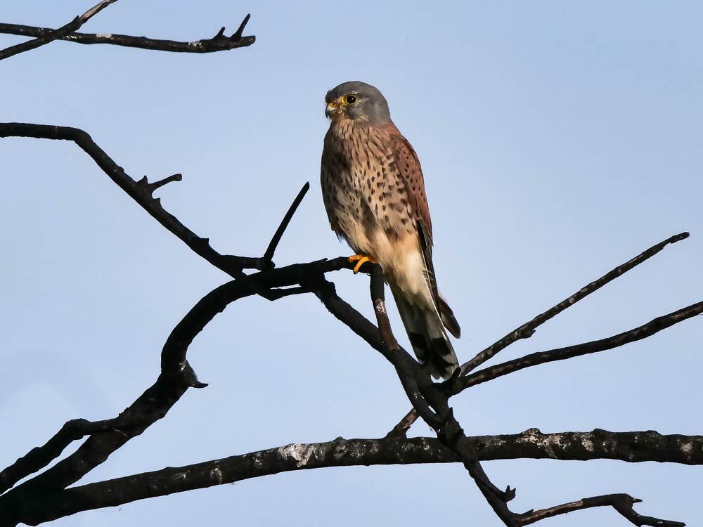 Faucon crécerelle Falco tinnunculus Linnaeus, 1758