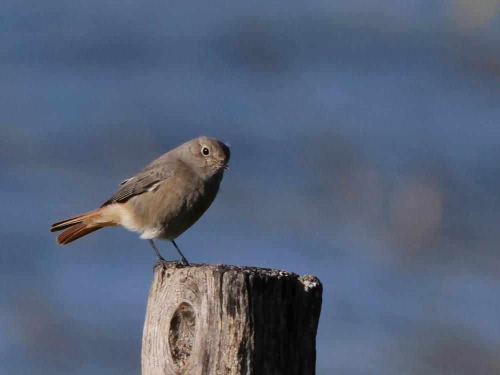 Rougequeue noir Phoenicurus ochruros (S. G. Gmelin, 1774)