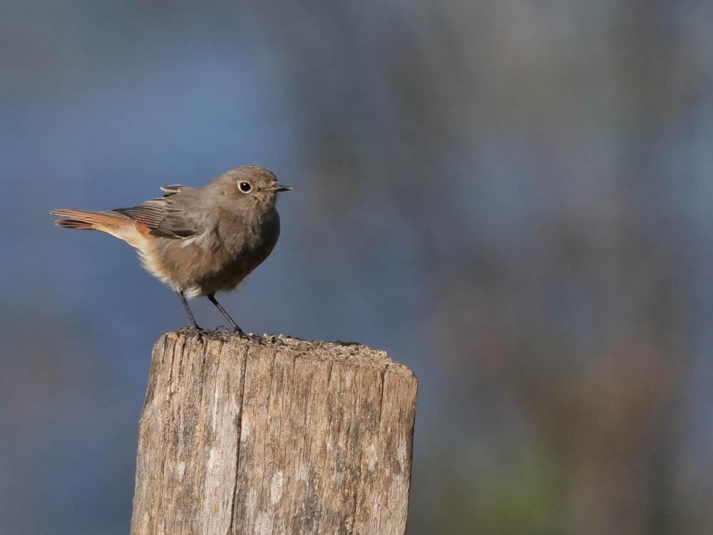 Rougequeue noir Phoenicurus ochruros (S. G. Gmelin, 1774)