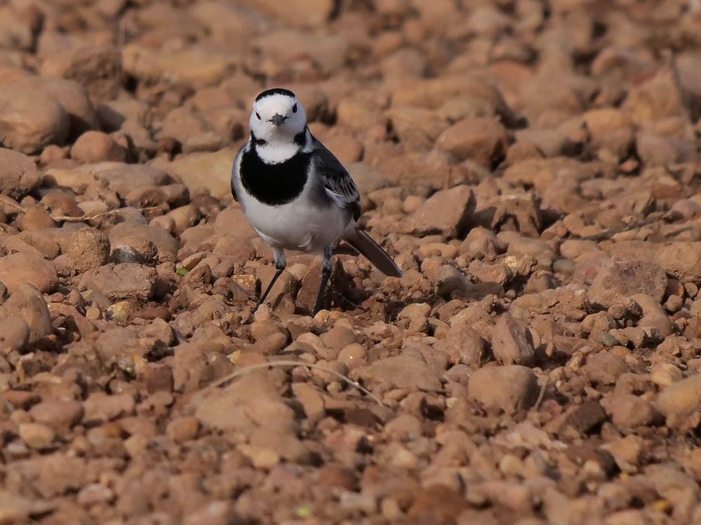 Bergeronnette grise Motacilla alba Linnaeus, 1758