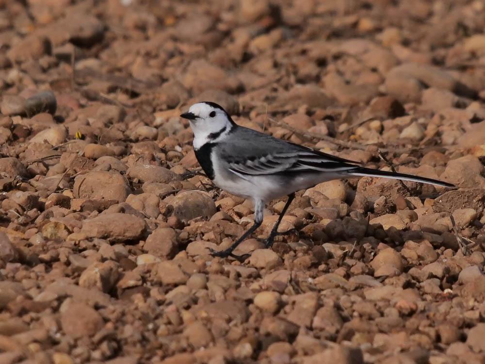 Bergeronnette grise Motacilla alba Linnaeus, 1758