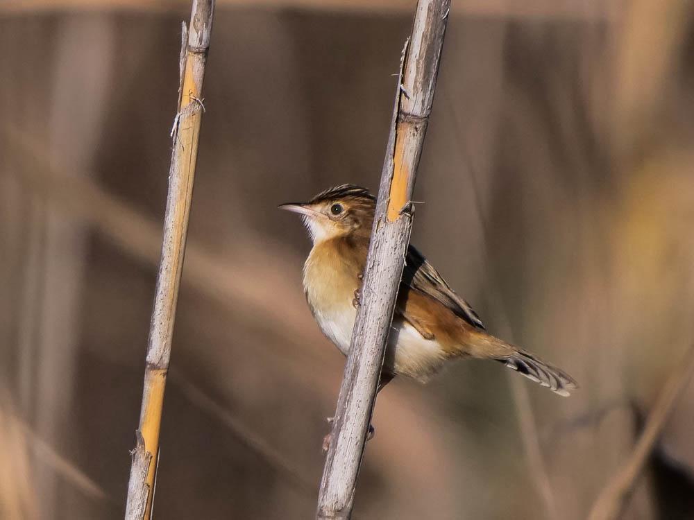 Cisticole des joncs Cisticola juncidis (Rafinesque, 1810)