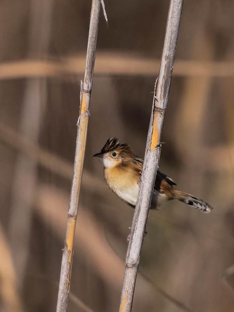 Cisticole des joncs Cisticola juncidis (Rafinesque, 1810)