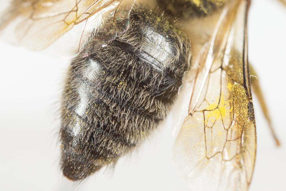  Colletes cunicularius (Linnaeus, 1760)