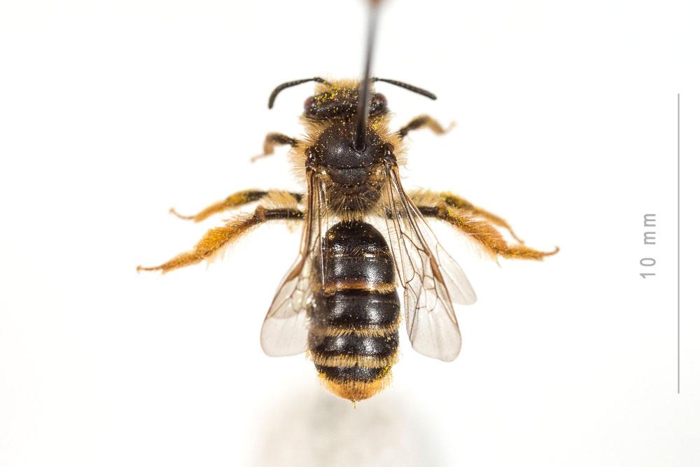 Andrena hesperia Smith, 1853