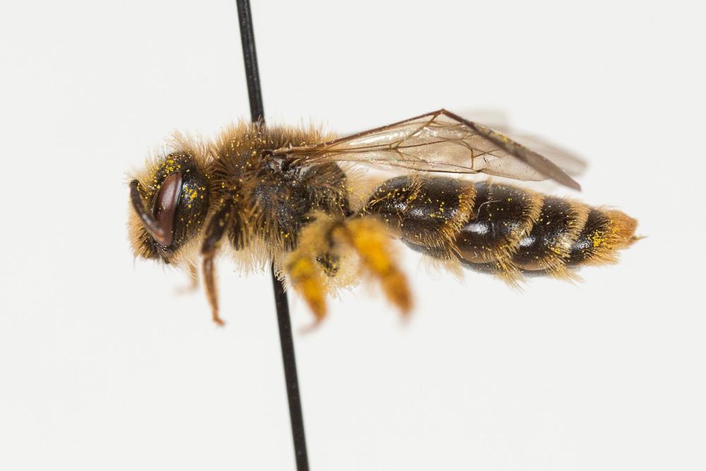 Andrena hesperia Smith, 1853