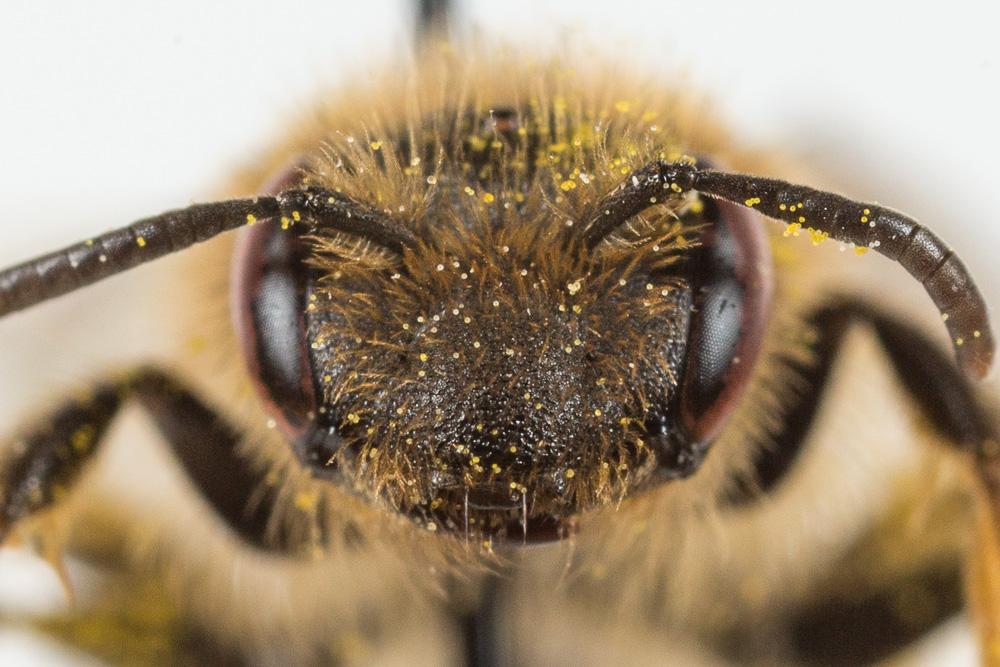 Andrena hesperia Smith, 1853