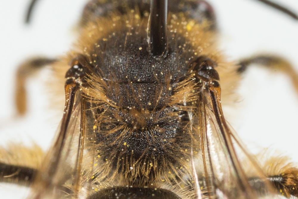  Andrena hesperia Smith, 1853