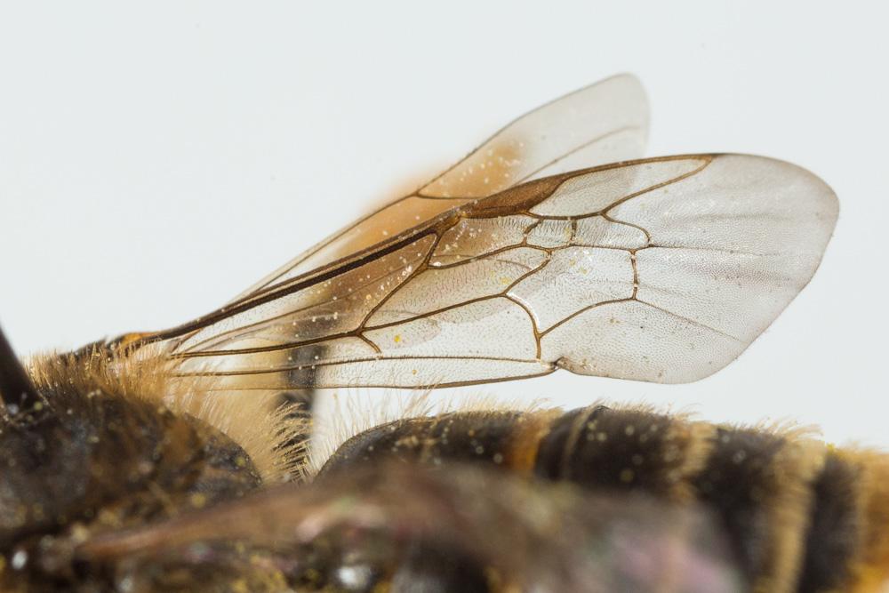 Andrena hesperia Smith, 1853