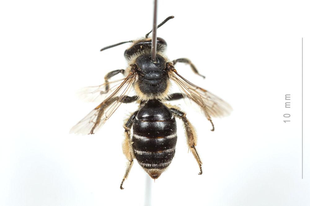  Andrena afzeliella (Kirby, 1802)