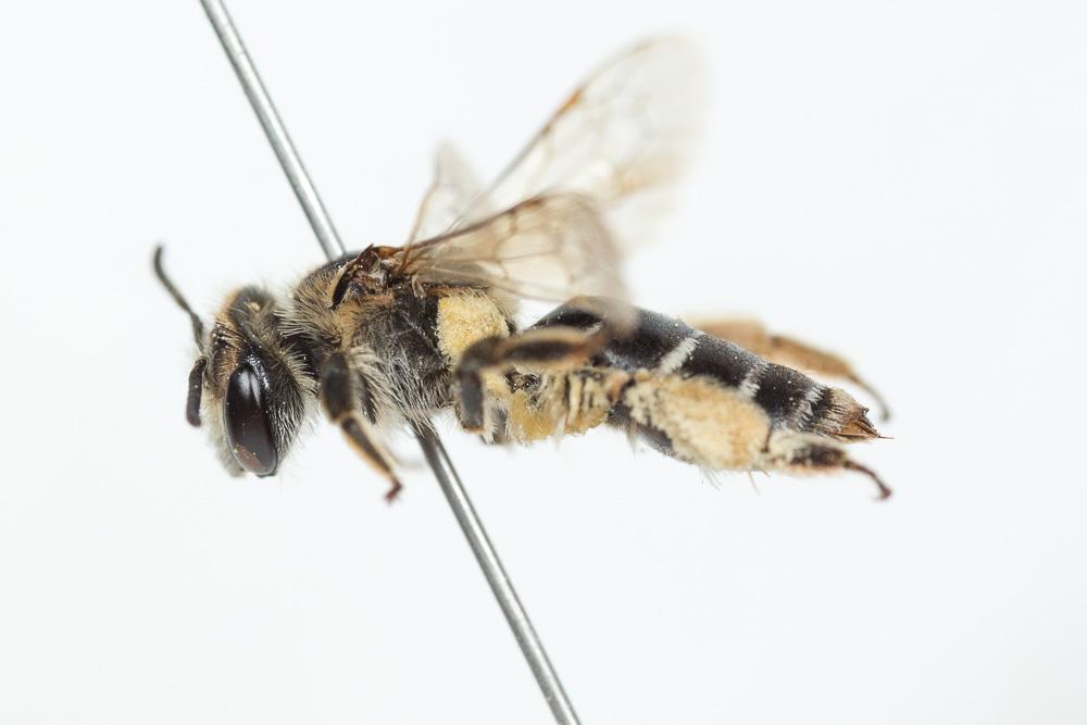  Andrena afzeliella (Kirby, 1802)