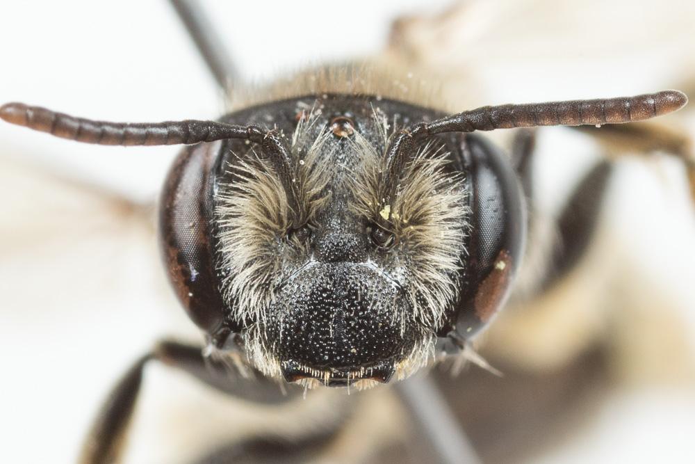 Andrena afzeliella (Kirby, 1802)