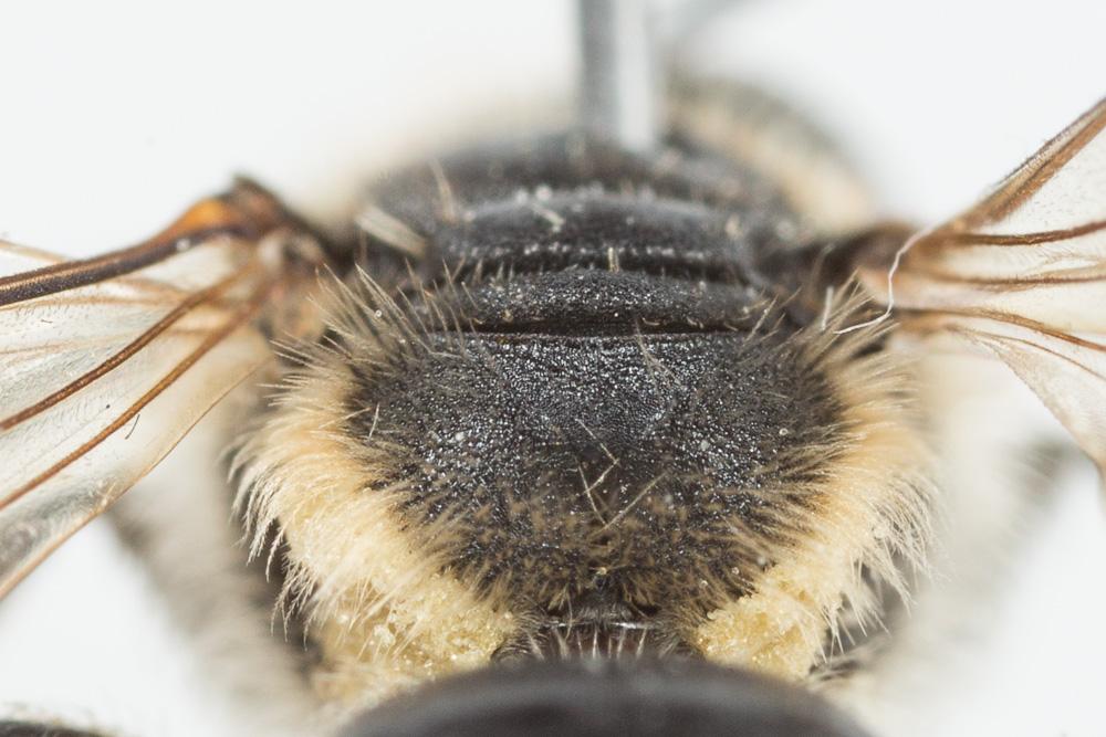  Andrena afzeliella (Kirby, 1802)
