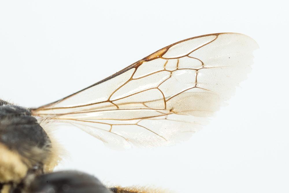 Andrena afzeliella (Kirby, 1802)