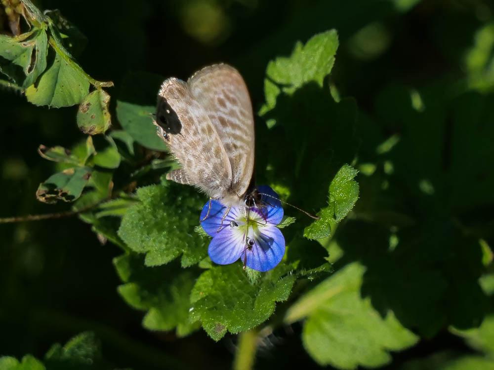 Azuré de la Luzerne (L'), Azuré de Lang (L'), Argu Leptotes pirithous (Linnaeus, 1767)