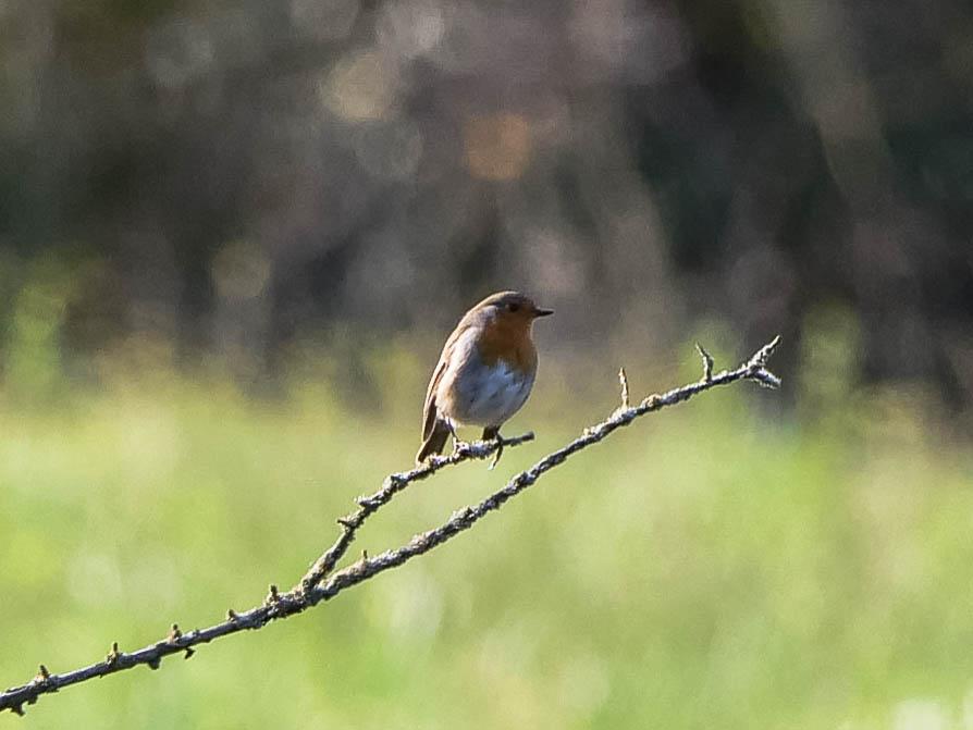 Rougegorge familier Erithacus rubecula (Linnaeus, 1758)