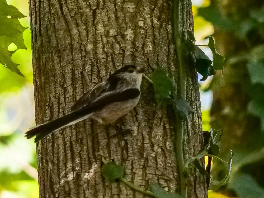 Mésange à longue queue, Orite à longue queue Aegithalos caudatus (Linnaeus, 1758)