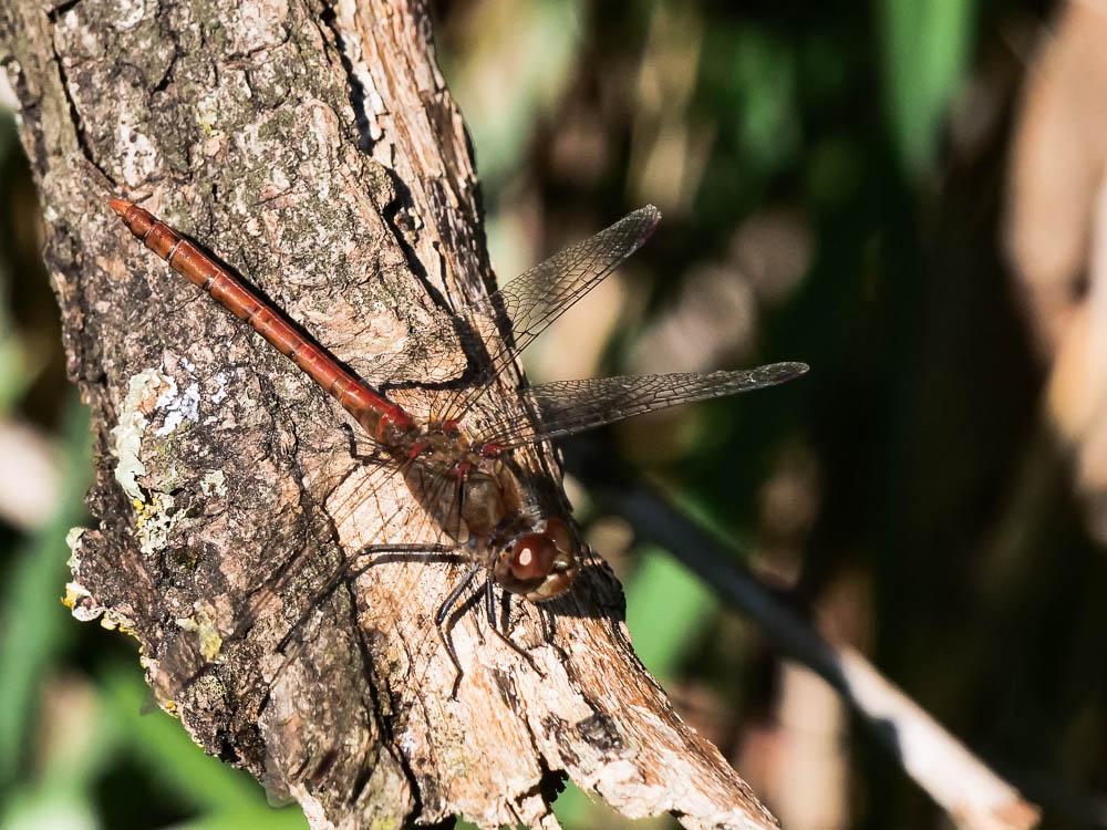 Sympétrum fascié (Le) Sympetrum striolatum (Charpentier, 1840)