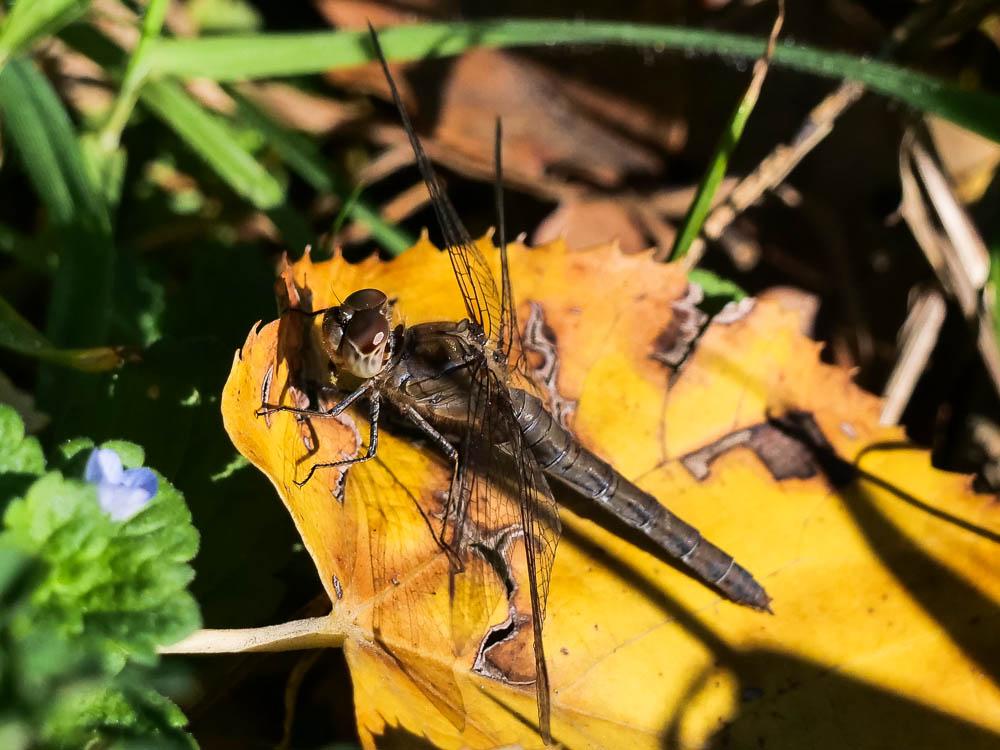 Sympétrum fascié (Le) Sympetrum striolatum (Charpentier, 1840)