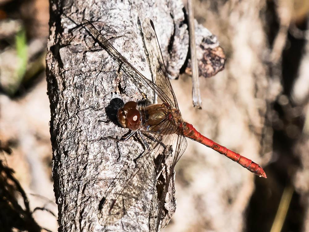 Sympétrum fascié (Le) Sympetrum striolatum (Charpentier, 1840)