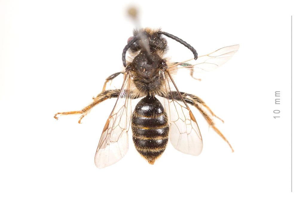 Andrena hesperia Smith, 1853