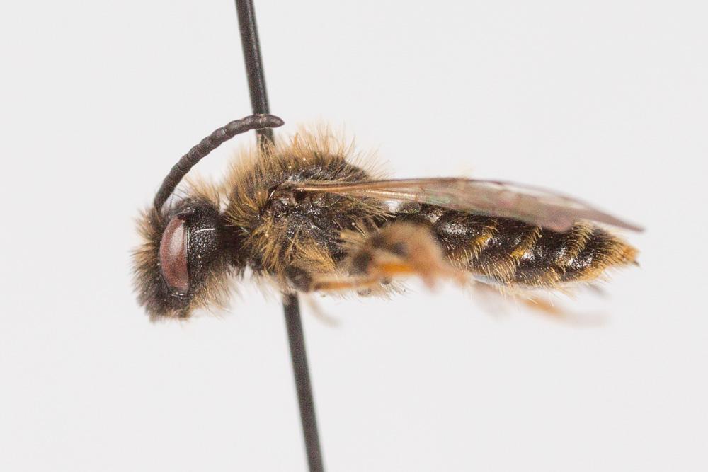 Andrena hesperia Smith, 1853
