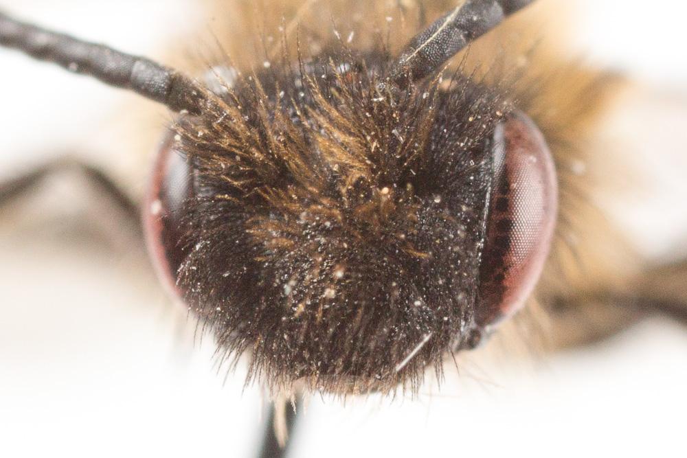 Andrena hesperia Smith, 1853
