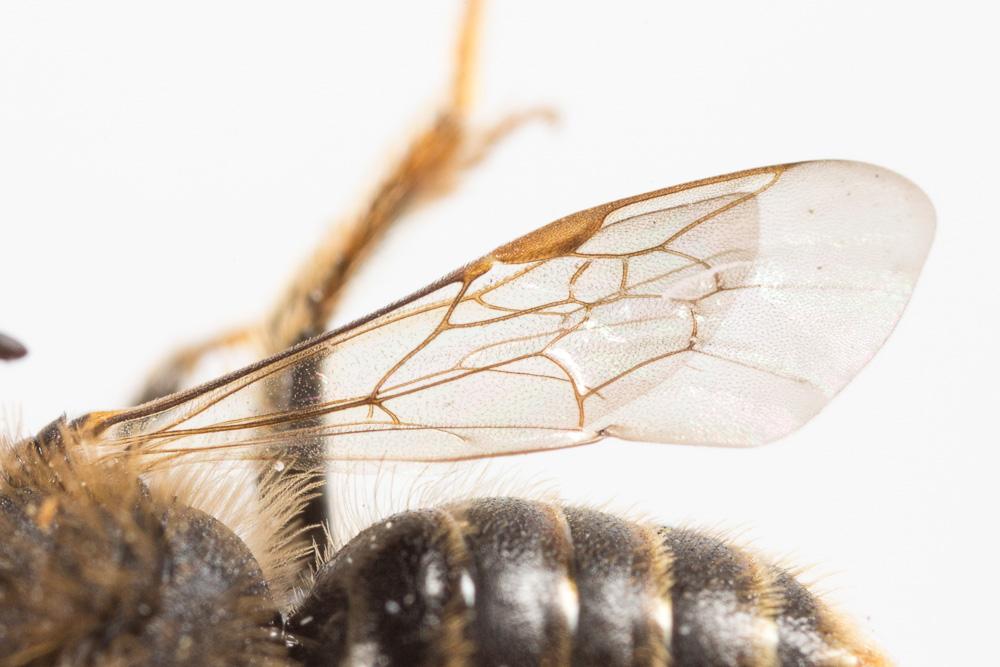Andrena hesperia Smith, 1853