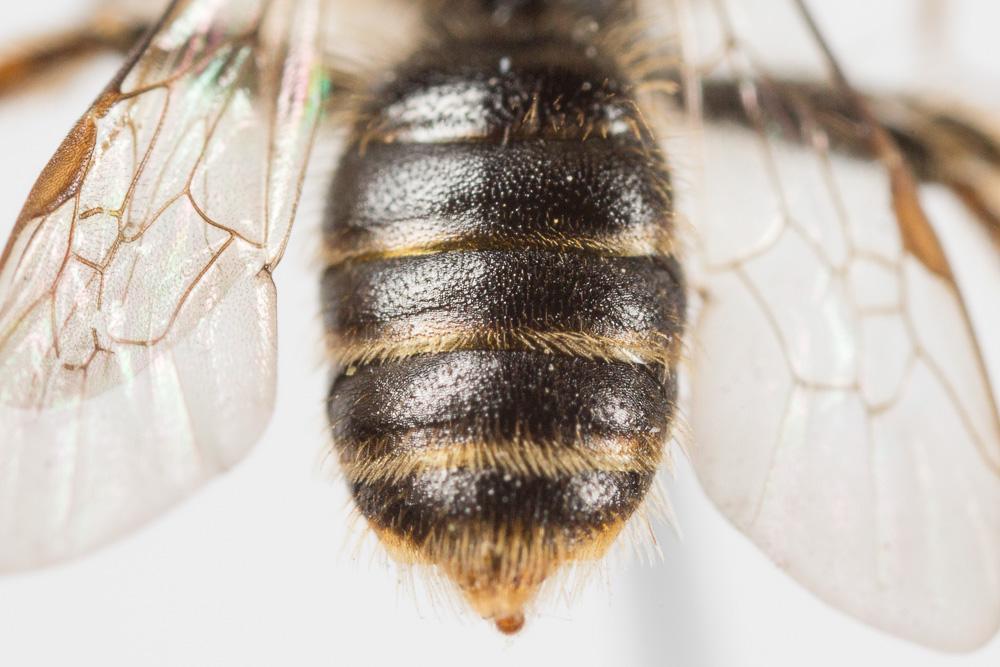 Andrena hesperia Smith, 1853