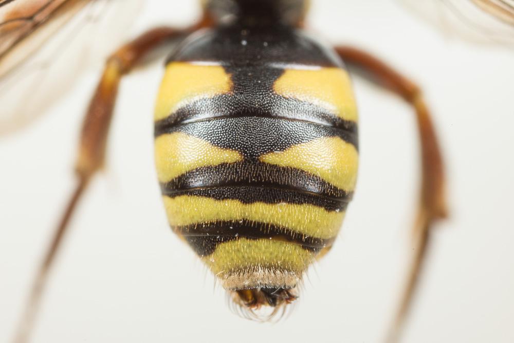  Nomada rufipes Fabricius, 1793