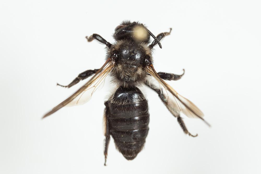 Andrena pilipes Fabricius, 1781