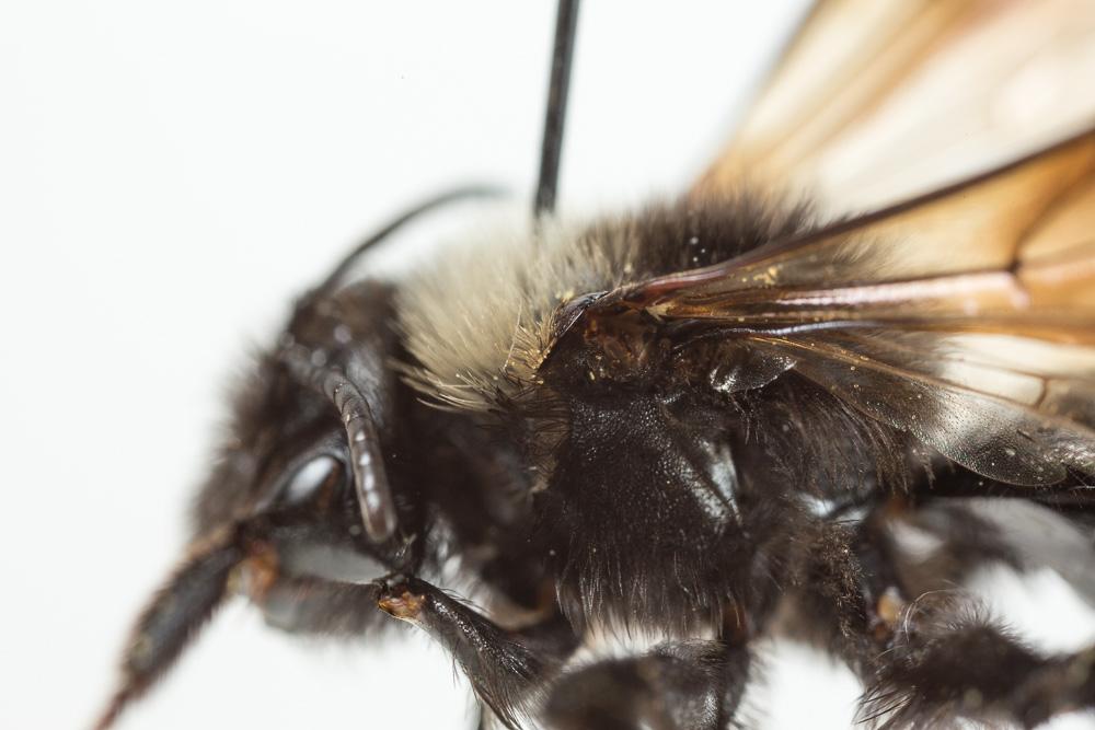 Andrena morio Brullé, 1832