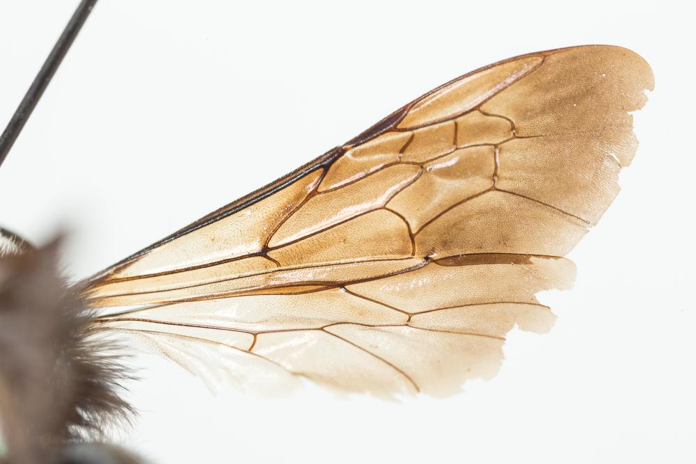 Andrena morio Brullé, 1832