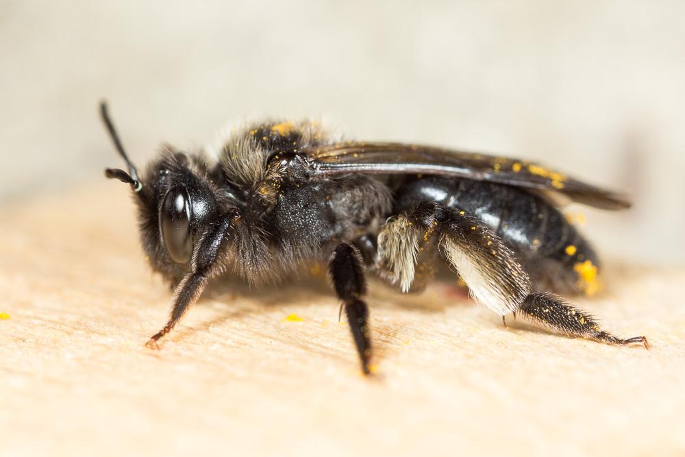 Andrena pilipes Fabricius, 1781