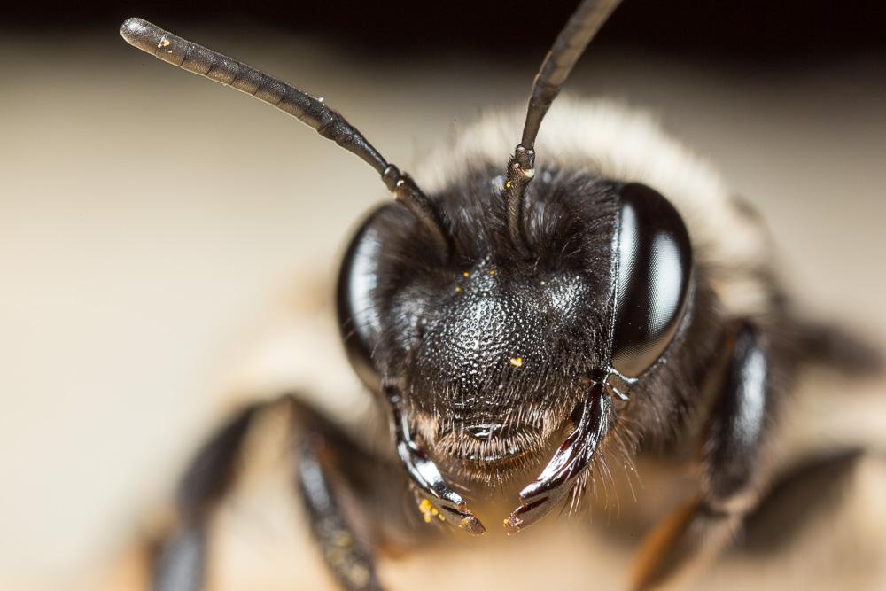  Andrena pilipes Fabricius, 1781