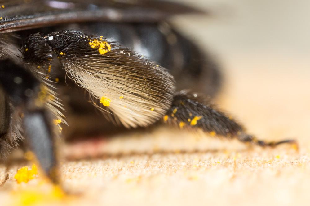  Andrena pilipes Fabricius, 1781