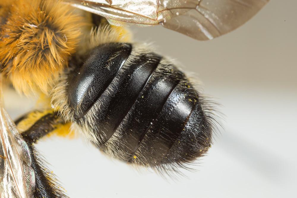 Andrena nitida (Müller, 1776)