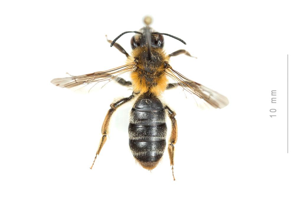 Andrena nigropilosa Warcke, 1967